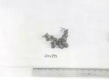 Click for 1 image(s) for this accession. FRUIT